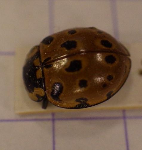 Réf. 272 953 : Anatis ocellata